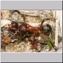 Formica -Serviformica- sanguinea - Blutrote Raubameise 35a 9mm - mit Ameise.jpg